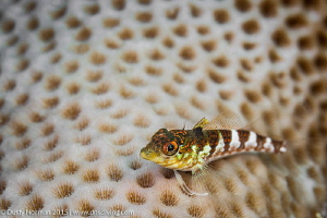 "My Good Side"
A Saddle Blenny offers up a perfect pose ... by Dusty Norman 